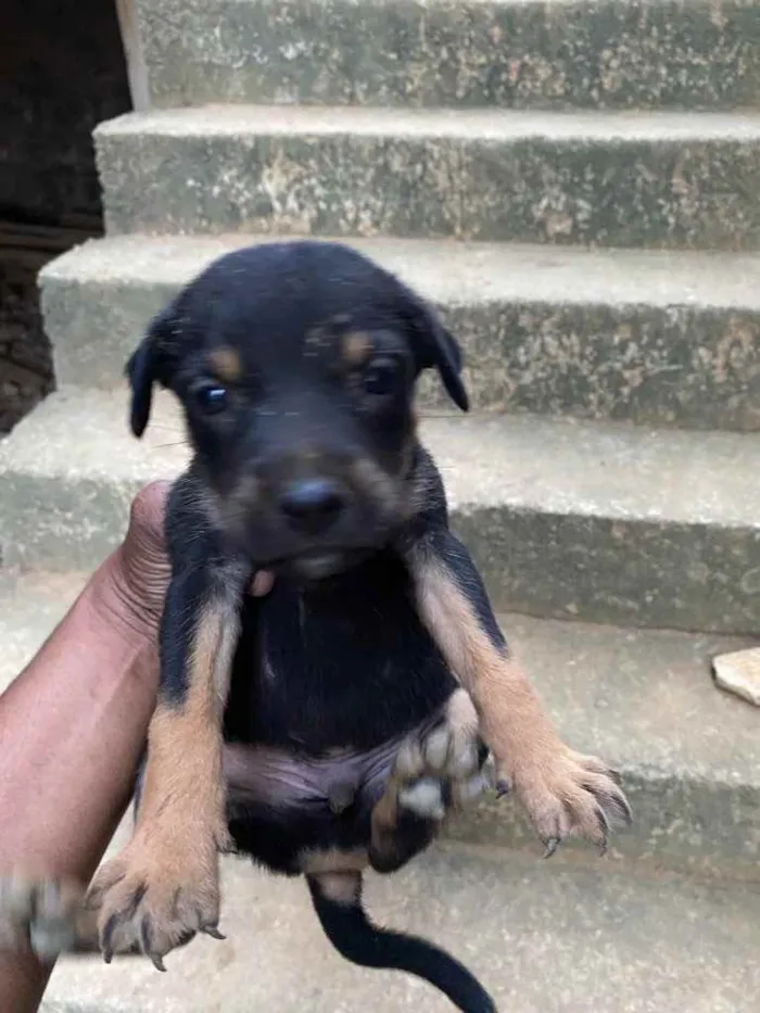 Cachorro raça Rottweiler  idade Abaixo de 2 meses nome Sem nome 