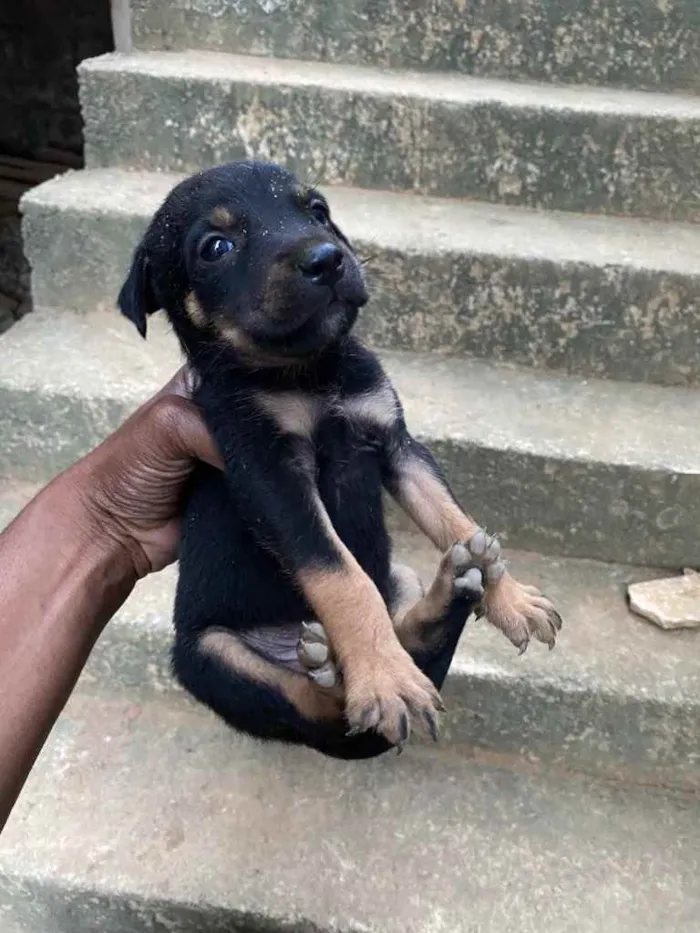 Cachorro raça Rottweiler  idade Abaixo de 2 meses nome Sem nome 