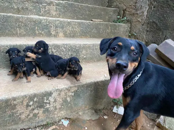 Cachorro raça Rottweiler  idade Abaixo de 2 meses nome Sem nome 