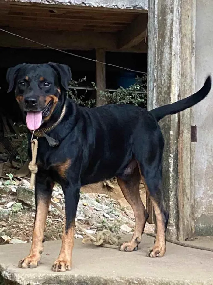 Cachorro raça Rottweiler  idade Abaixo de 2 meses nome Sem nome 
