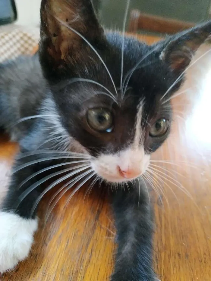 Gato ra a sem raça definida idade Abaixo de 2 meses nome Buzz