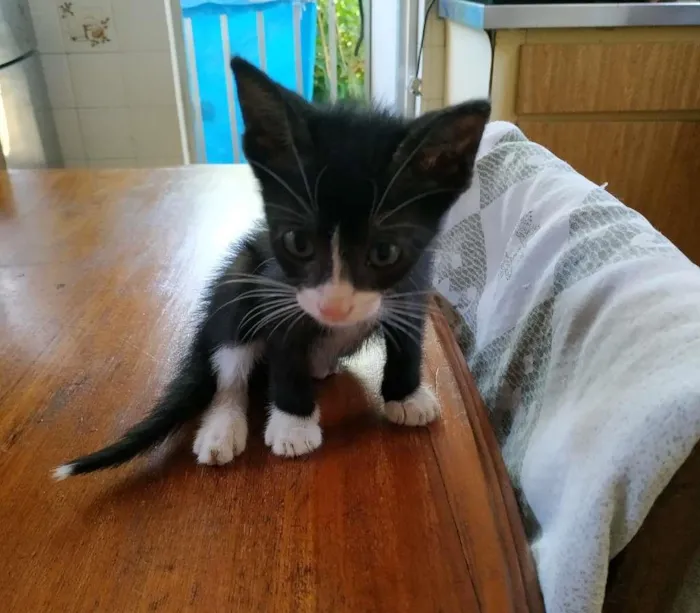 Gato ra a sem raça definida idade Abaixo de 2 meses nome Buzz