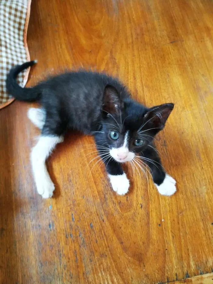 Gato ra a sem raça definida idade Abaixo de 2 meses nome Buzz