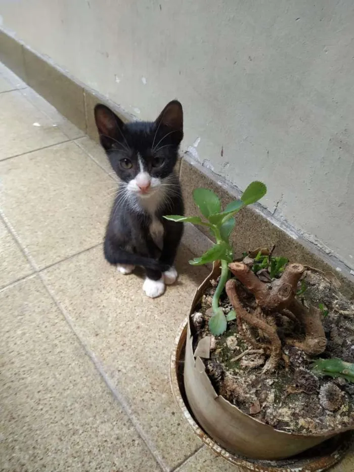 Gato ra a sem raça definida idade Abaixo de 2 meses nome Buzz