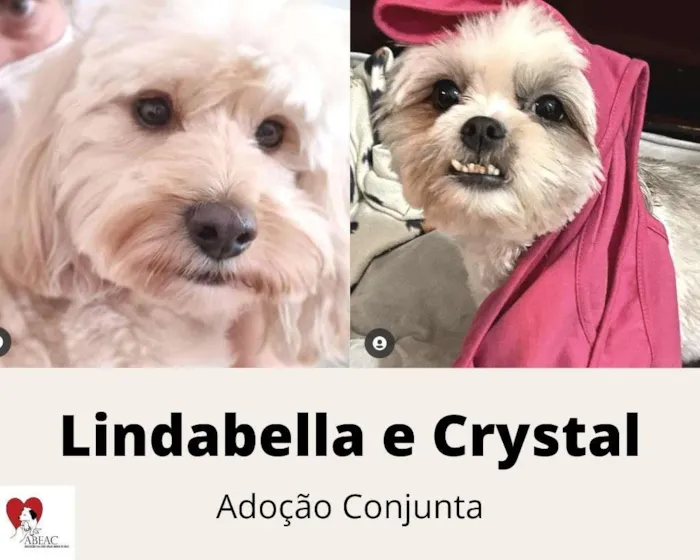 Cachorro raça  idade  nome Lindabella e Crystal