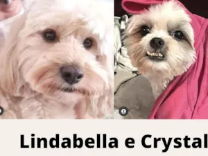 Cachorro raça  idade  nome Lindabella e Crystal