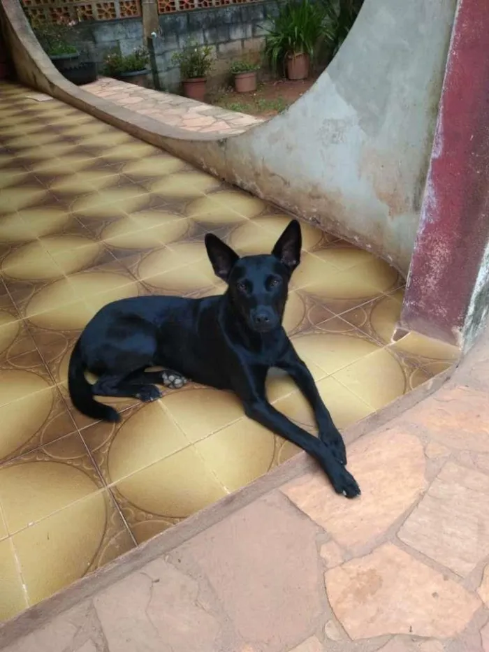 Cachorro ra a SRD idade 1 ano nome Dinorah