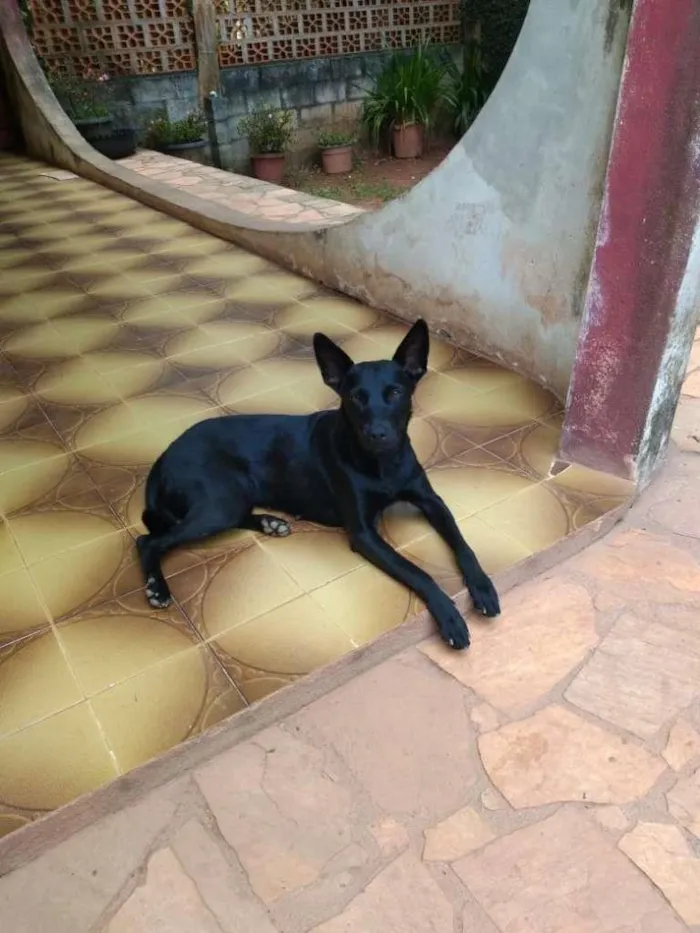 Cachorro ra a SRD idade 1 ano nome Dinorah