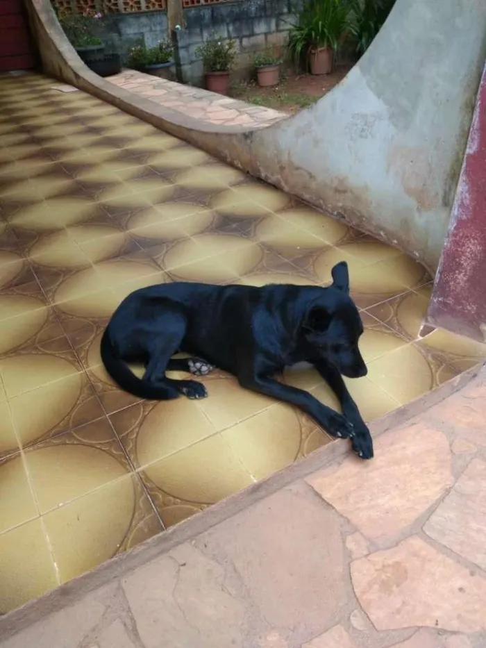 Cachorro ra a SRD idade 1 ano nome Dinorah