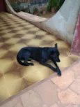 Dinorah