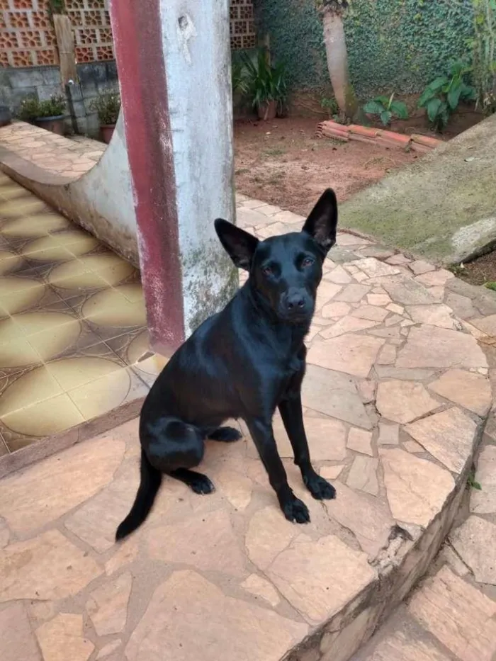 Cachorro ra a SRD idade 1 ano nome Dinorah