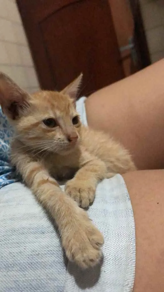 Gato ra a Não sei  idade Abaixo de 2 meses nome Não tem 