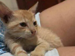 Gato raça Não sei  idade Abaixo de 2 meses nome Não tem 