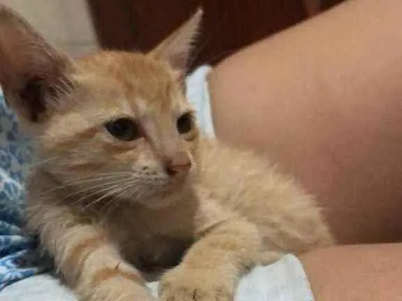 Gato ra a Não sei  idade Abaixo de 2 meses nome Não tem 