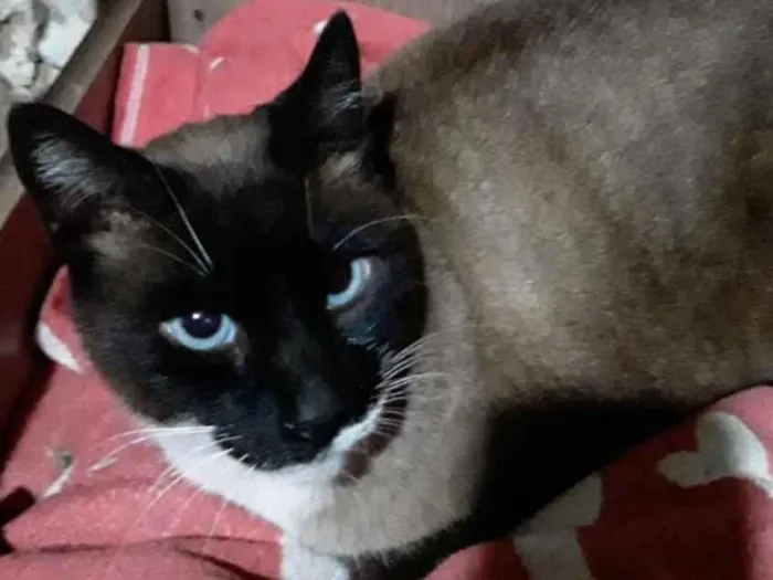 Gato ra a SRD-ViraLata idade 6 ou mais anos nome Caco