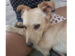 Cachorro raça Vira lata idade 1 ano nome Lindão 