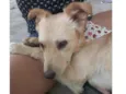 Lindão