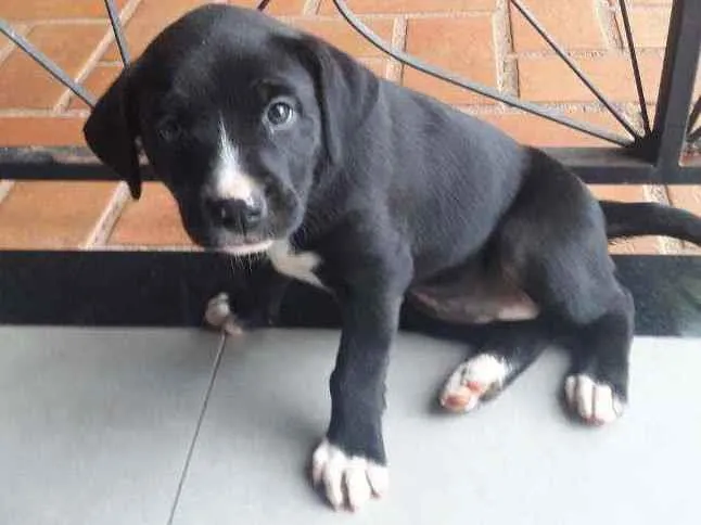 Cachorro ra a Boxer Coller com Bodder coller idade Abaixo de 2 meses nome Buu