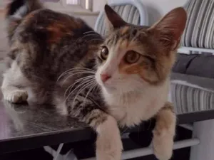 Gato raça SRD idade 2 a 6 meses nome Maggie