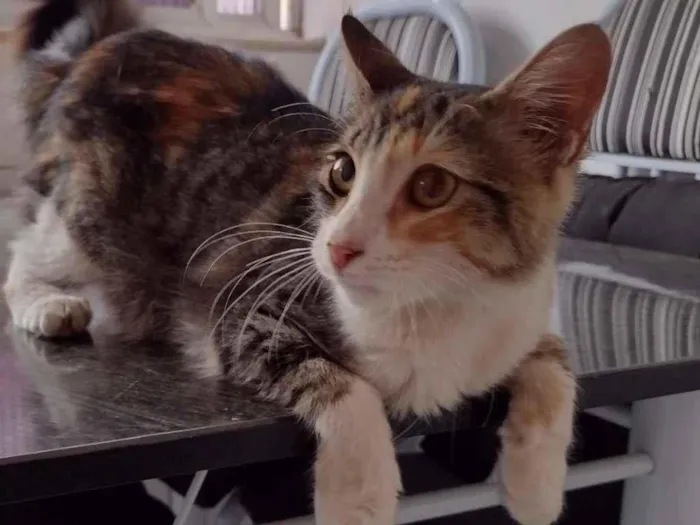 Gato ra a SRD idade 2 a 6 meses nome Maggie