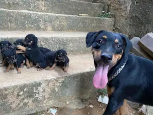 Cachorro raça Rottweiler  idade Abaixo de 2 meses nome Sem nome 