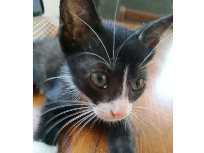 Gato ra a sem raça definida idade Abaixo de 2 meses nome Buzz
