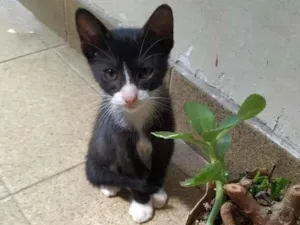 Gato raça sem raça definida idade Abaixo de 2 meses nome Buzz