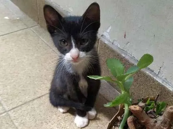 Gato ra a sem raça definida idade Abaixo de 2 meses nome Buzz