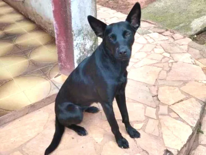 Cachorro ra a SRD idade 1 ano nome Dinorah
