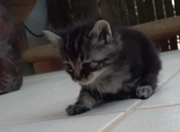 Gato raça SRD-ViraLata idade Abaixo de 2 meses nome Chimbiquinha