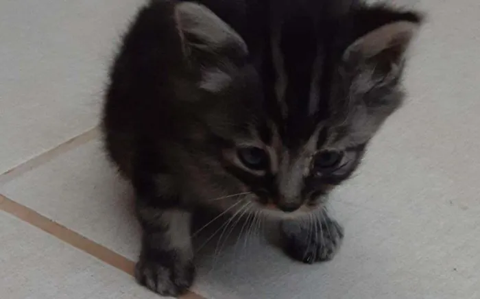 Gato raça SRD-ViraLata idade Abaixo de 2 meses nome Chimbiquinha