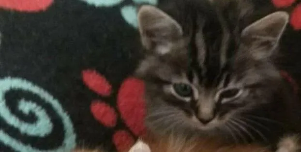 Gato raça SRD-ViraLata idade Abaixo de 2 meses nome Chimbiquinha