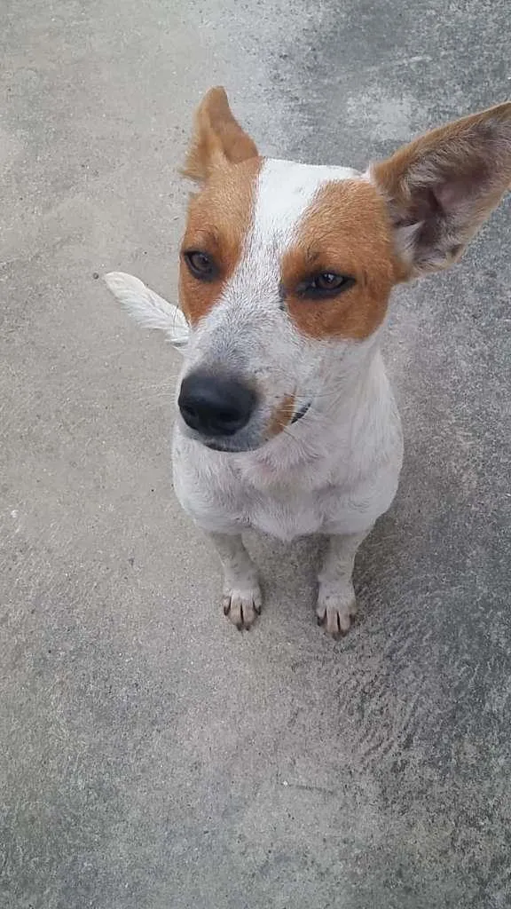 Cachorro ra a SRD-ViraLata idade 1 ano nome Betânia