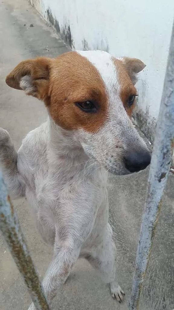 Cachorro ra a SRD-ViraLata idade 1 ano nome Betânia