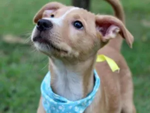 Cachorro raça Vira lata  idade 2 a 6 meses nome Tor 