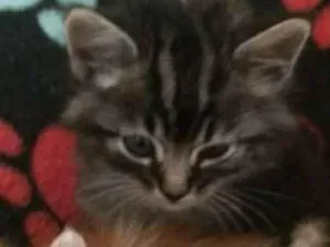 Gato raça SRD-ViraLata idade Abaixo de 2 meses nome Chimbiquinha