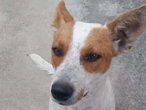 Cachorro raça SRD-ViraLata idade 1 ano nome Betânia
