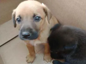 Cachorro raça SRD idade Abaixo de 2 meses nome JP