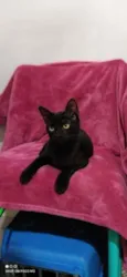 OREO
