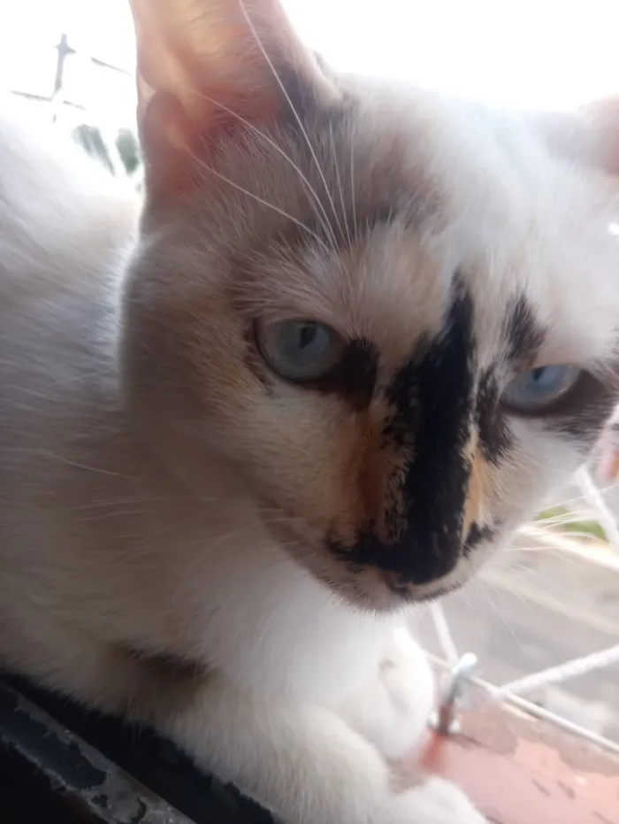 Gato raça Srd idade 7 a 11 meses nome Nina