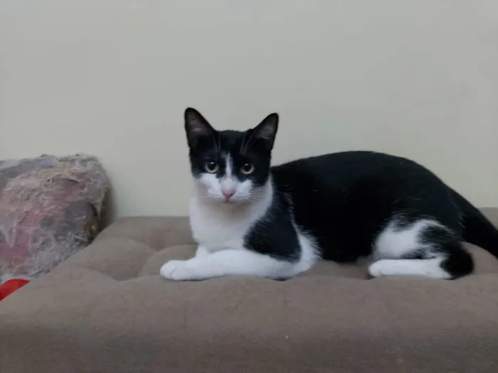 Gato raça Srd idade 1 ano nome Pupe