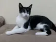 Gato raça Srd idade 1 ano nome Pupe