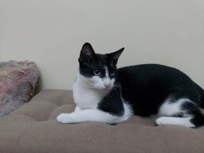 Gato raça Srd idade 1 ano nome Pupe