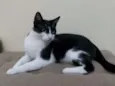 Gato raça Srd idade 1 ano nome Pupe