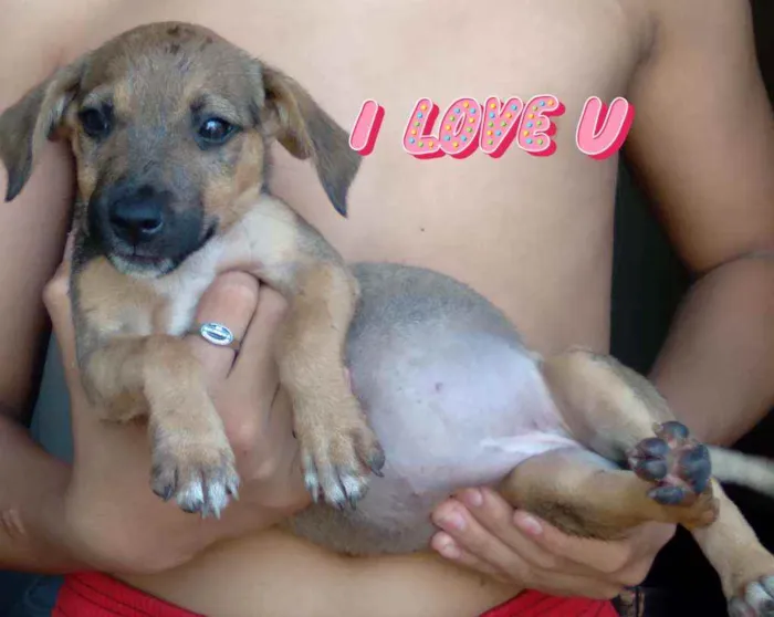Cachorro raça SRD idade 2 a 6 meses nome Sem nome