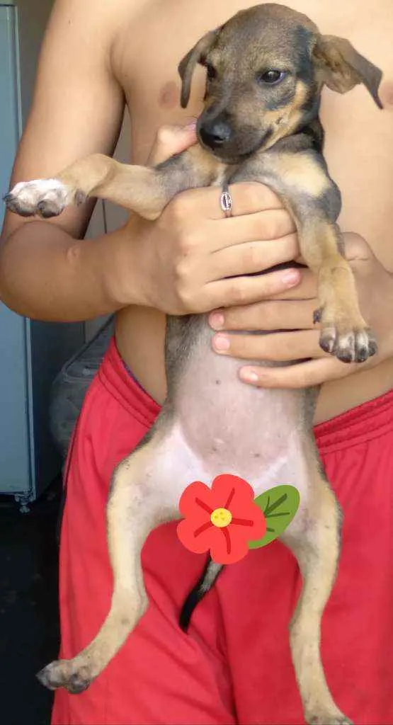 Cachorro raça SRD idade 2 a 6 meses nome Sem nome
