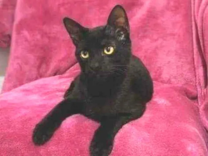 Gato ra a SRD idade 7 a 11 meses nome OREO