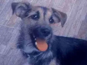 Cachorro raça border terrier  idade 7 a 11 meses nome Apollo