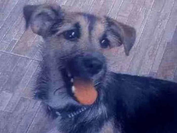 Cachorro ra a border terrier  idade 7 a 11 meses nome Apollo