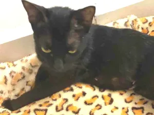 Gato raça SRD idade 7 a 11 meses nome Sol